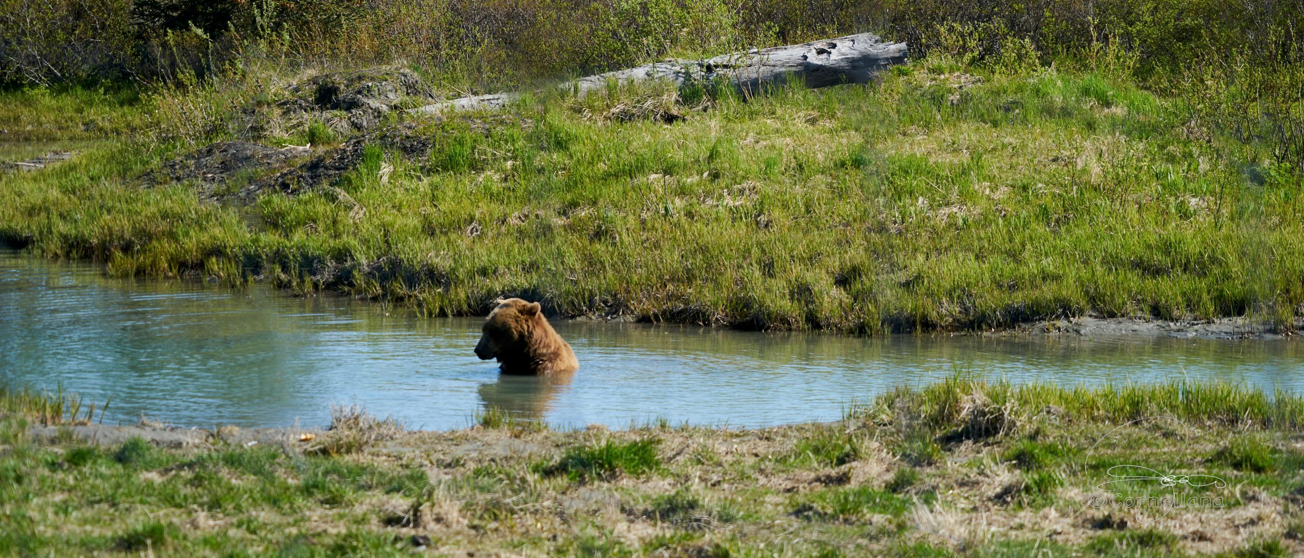 Venti di guerra: sui mercati regna l’orso
